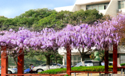 紫藤花又开